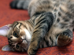 An image accompanied by text, exploring the question 'Why Do Cats Roll Around On Their Back?