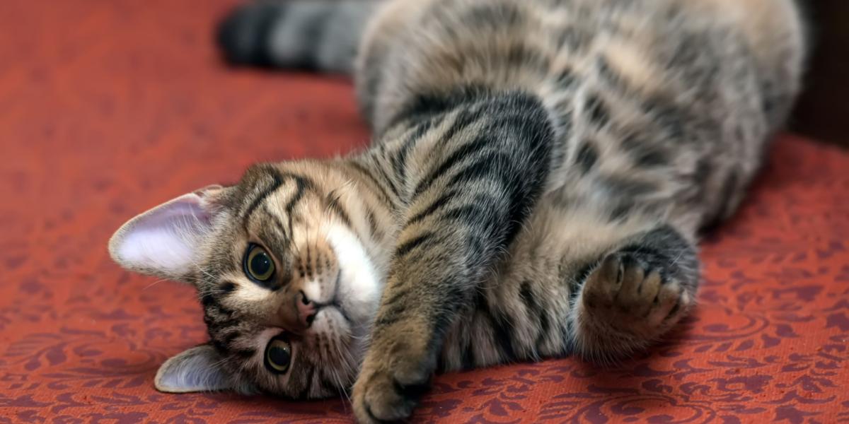 Kitten rolling 2024 in litter box