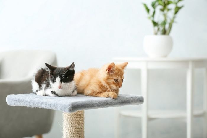 Should You Get a Second Cat? Pros and Cons Explored - Factors to think about before getting a second cat