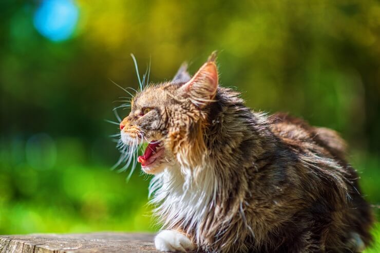 Cat Screaming — What It Sounds Like and What It Means - Catster