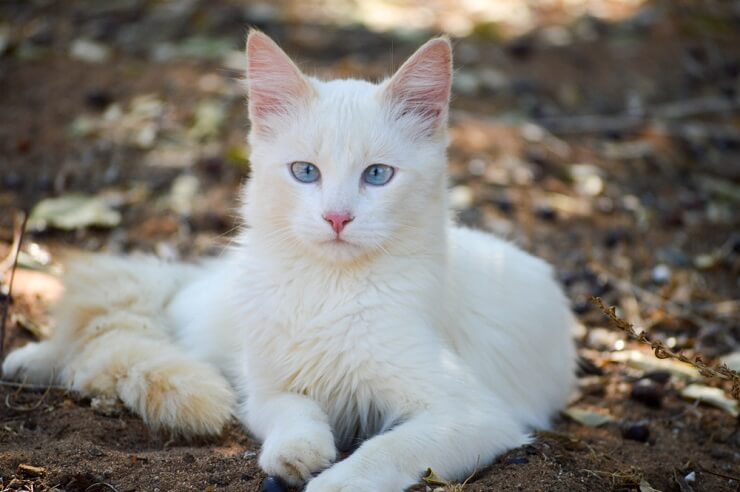 Image showcasing a stunning American Cat with striking features.