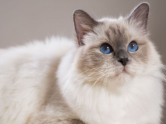 Beautiful cat highlighting its captivating and elegant presence