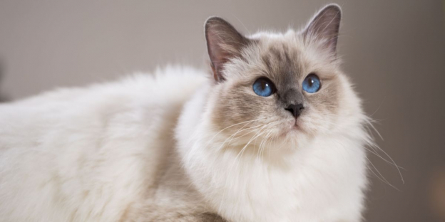 160+ Best Mexican Cat Names For New Pet
