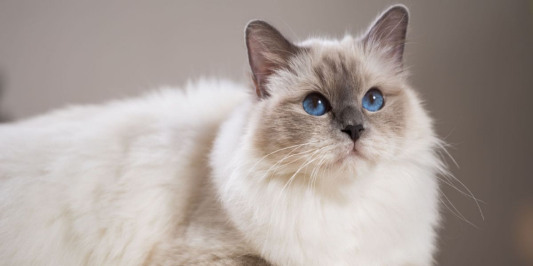 160 Best Mexican Cat Names For New Pet Cats