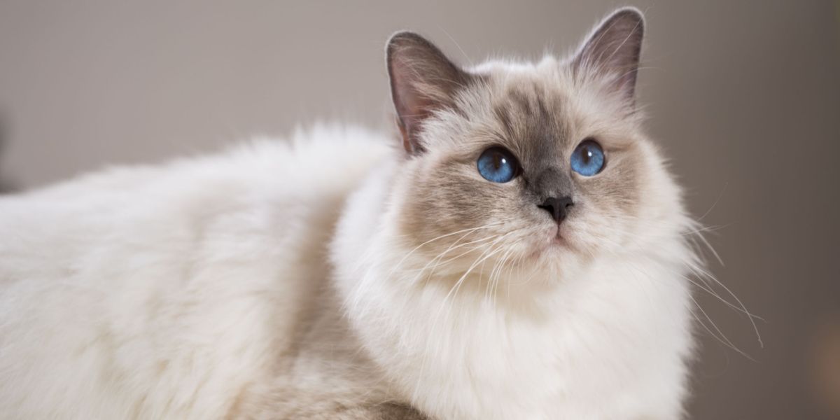 Beautiful cat highlighting its captivating and elegant presence