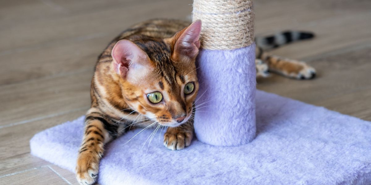 Bengal cat engaged in play, energetically scratching a scratching post with focused expression.