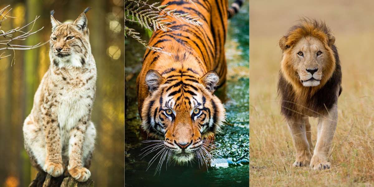 Big Big Big Cats Big Big Big Cats