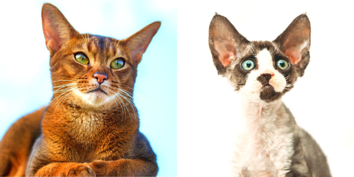 12 Cat Breeds With Adorable Big Ears 