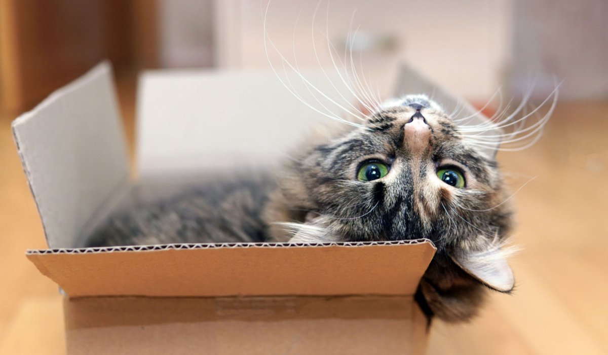 Enthusiastic cat immersed in play, enjoying a cardboard box as a source of amusement and entertainment.