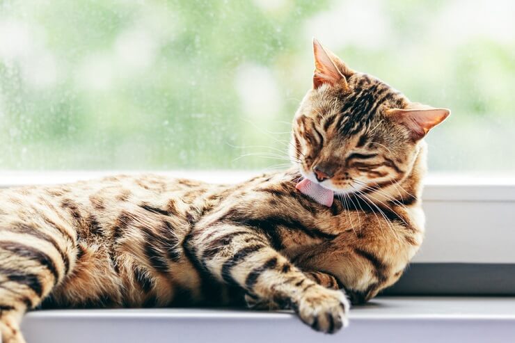 A fluffy tabby cat grooming itself, licking its paw with a content expression.