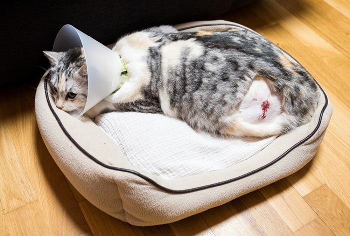 Infected Wound On Cat