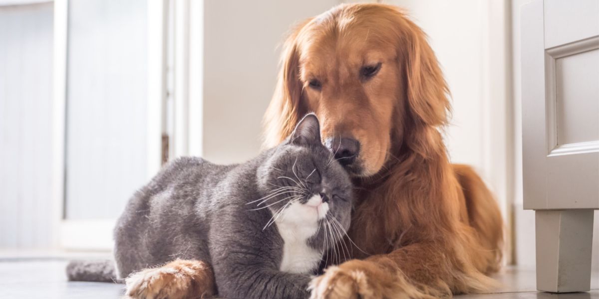 why dog and cat are enemies