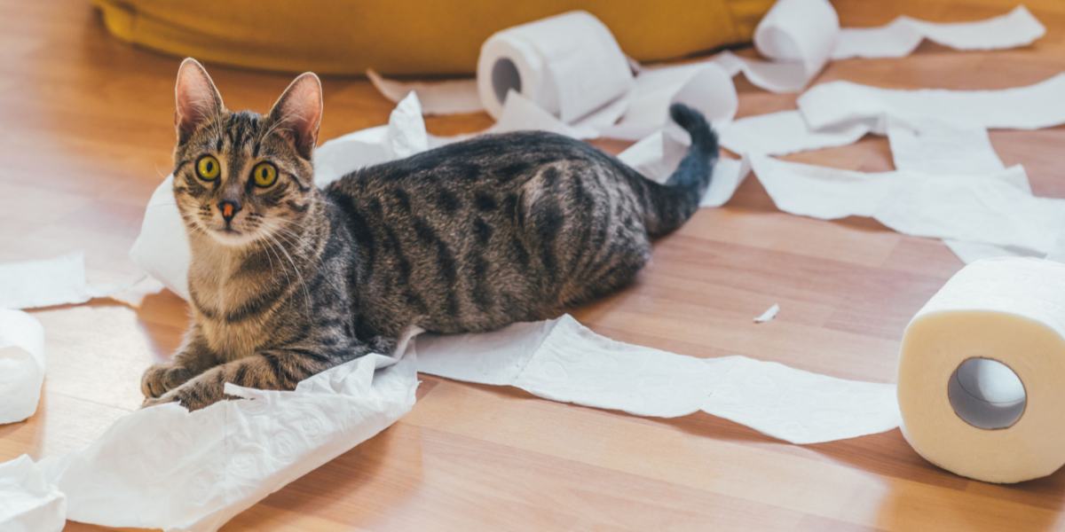 Cat playing with unravelled toilet paper roll