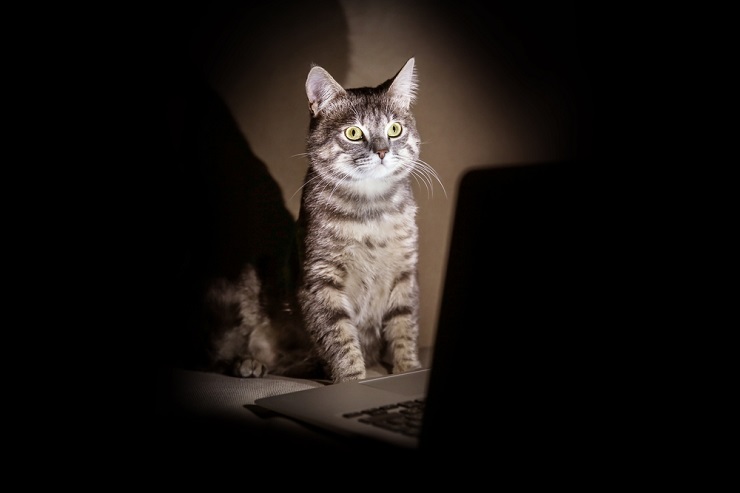Cat confidently navigating the nighttime environment, illuminated by the laptop light, embodying the mystique of nocturnal adventures.