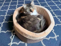 cat bed