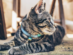 Cat with Bell Collar - Image