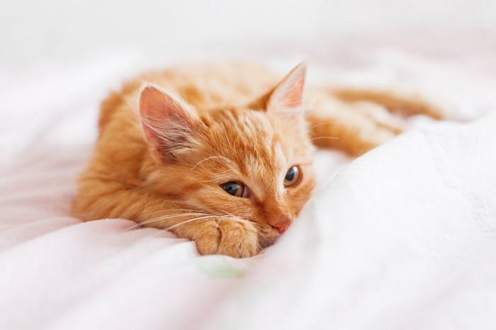 Cat sleeping under a blanket.