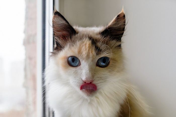 Image of a cat caught in a charming 'blep' moment, tongue playfully sticking out, adding a touch of cuteness to its expression.