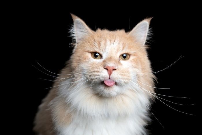 Captivating image of a cat in a 'blep' pose, with its tongue endearingly sticking out, showcasing a delightful and quirky feline behavior.