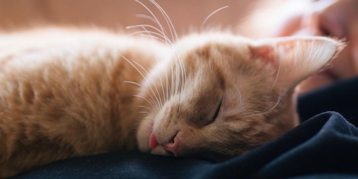 Charming image of a cat with a 'blep' (tongue sticking out) while sleeping, adding a touch of cuteness and humor to its peaceful slumber.