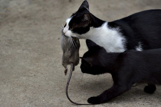 Picture Idea: Why Do Cats Bring You Dead Animals