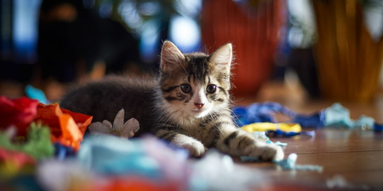 Why Do Cats Love Paper as Much as They Do?