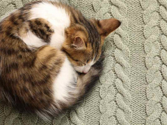 Cat curled up into a ball while sleeping.