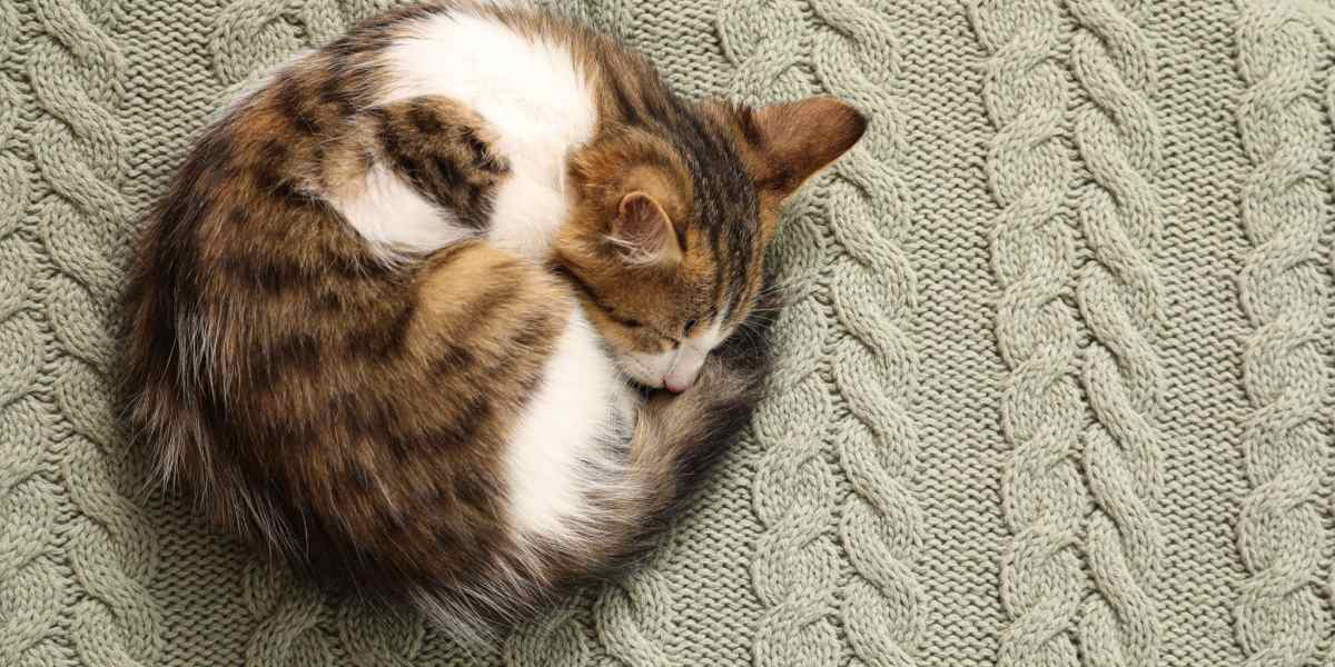 Image of a cat curled up in a ball while sleeping, epitomizing a cozy and secure sleeping position.