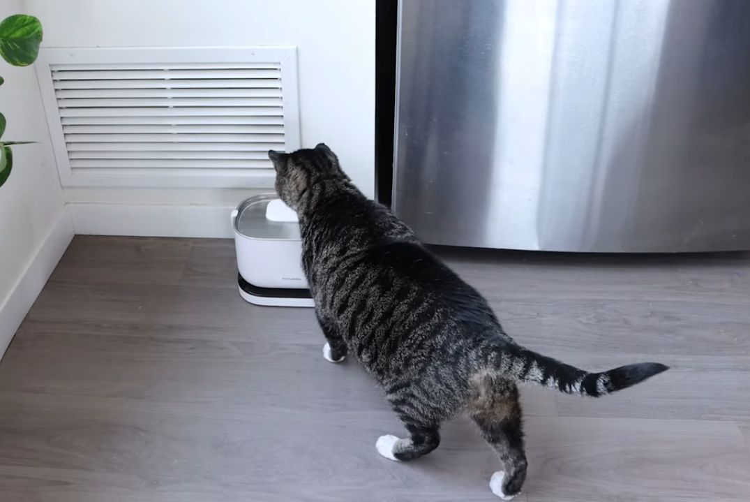 cat drinking water