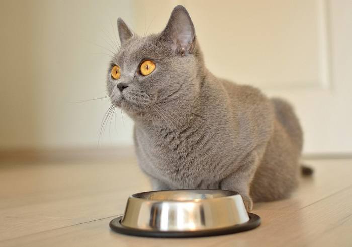 Photo of a cat eating from its food bowl, capturing a common and essential activity in a cat's daily routine.