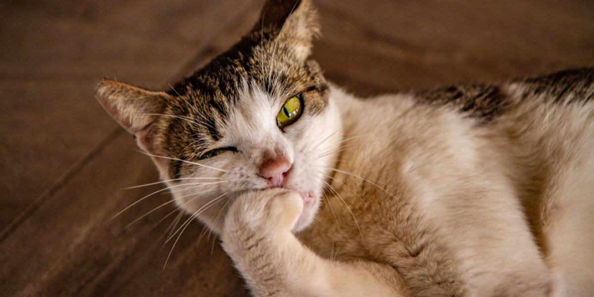 Cat eating its nails.