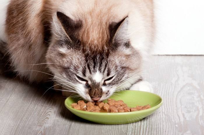 The image captures a cat enjoying its food, displaying contentment and focus while eating.