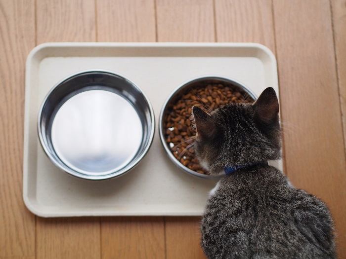 Cat enjoying a meal.