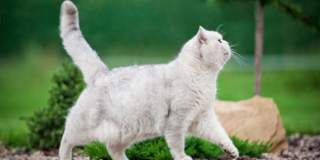 why does my female cat vibrate her tail Why does my cat shake its tail like this? : r/cats main image 1