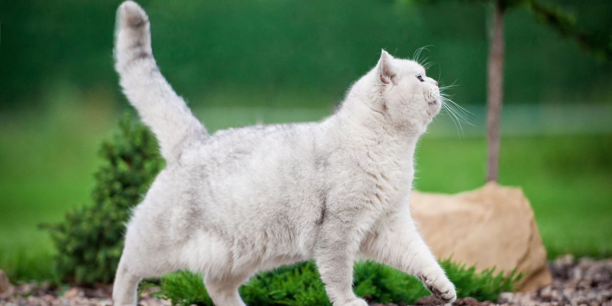 Collection of comical cat moments captured in various stages of playful mishaps, highlighting their charming and endearing nature.