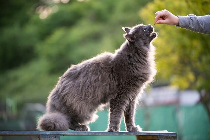Feeding time for a cat, showcasing the importance of nourishing meals in feline care.