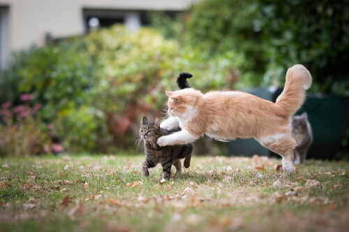 An intense image depicting two cats in the midst of a fight, illustrating a moment of potential aggression and conflict between the feline individuals.