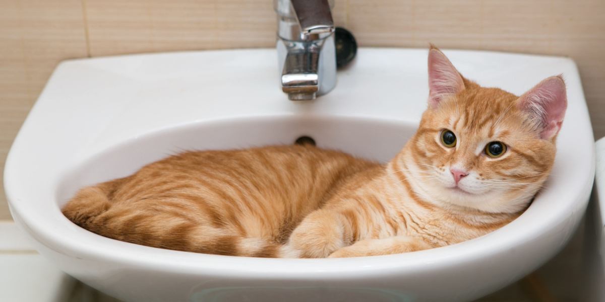 The image portrays a cat exploring the bathroom environment, with its attention directed towards the toilet and sink.