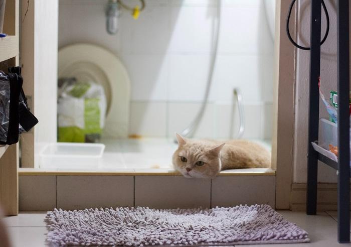 A cat curiously perched on the bathroom sink, captivated by its environment and showcasing its tendency to find interesting and unconventional spots to explore.