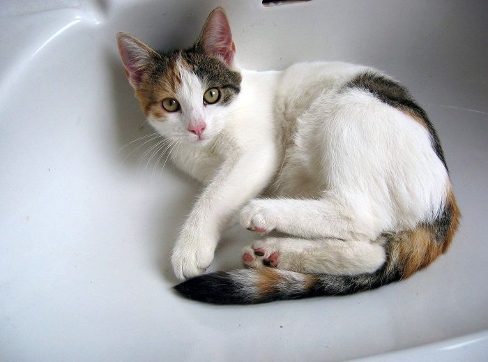 ¿Por qué mi gato me protege cuando voy al baño?