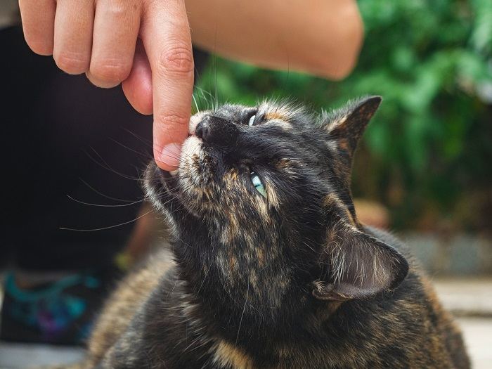 A cat giving a love bite, an affectionate gesture often seen in feline bonding and play.