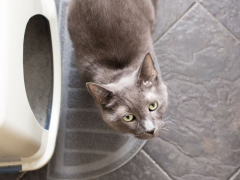 Cat positioned beside a litter box, showcasing an unusual behavior.