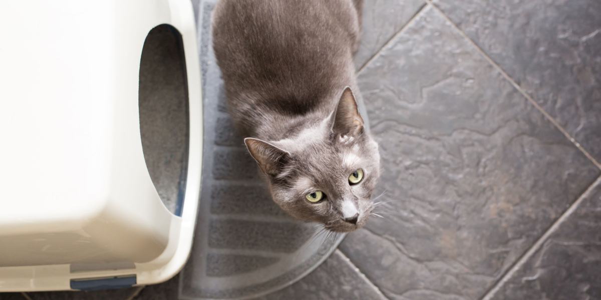 A cat next to a litter box, illustrating the proximity of a cat to its designated bathroom area.
