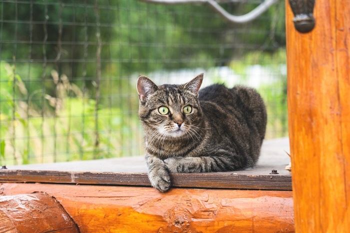 Cat relaxing on a wooden surface, embodying comfort and natural surroundings.