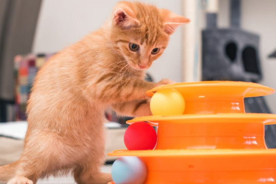 10 Popular Cat Myths Completely Debunked by a Vet