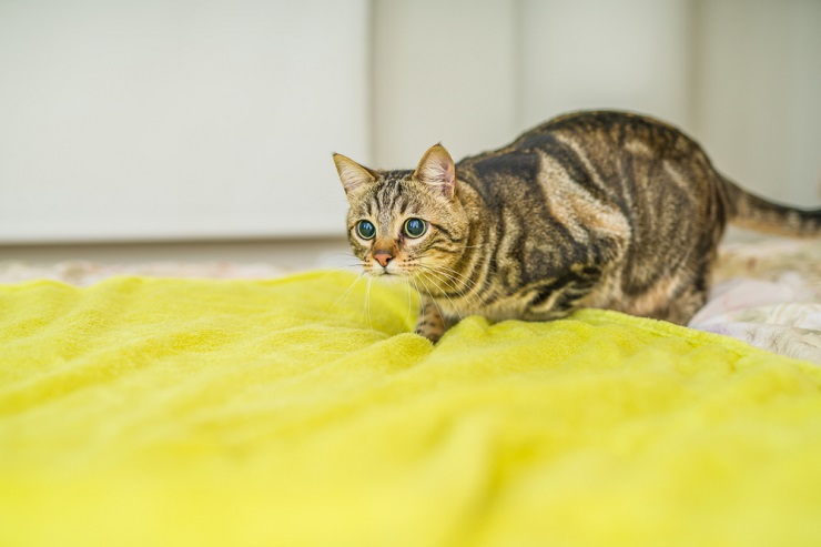 Cat playing in a blanket.