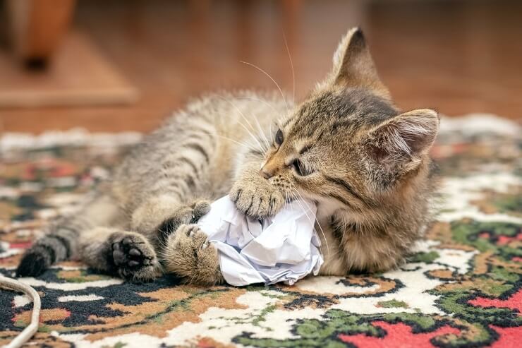 A content cat engaged in play, swatting at a crinkled piece of paper with evident delight, illustrating the simple pleasures that captivate a cat's playful nature.