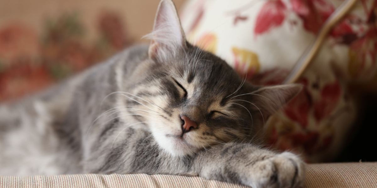 Image of a cat peacefully asleep, capturing a moment of serenity and comfort in their slumber.