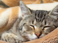 Image of a cat peacefully sleeping within the folds of a blanket, capturing a serene and cozy moment of rest.