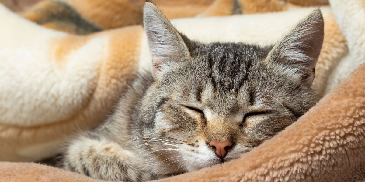 A cat snugly nestled and sleeping within a blanket, showcasing the coziness and comfort of a feline's chosen resting place.